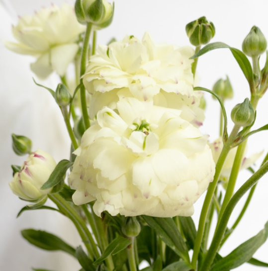Ranunculus 'Rax Penelope' 7 Bulbs