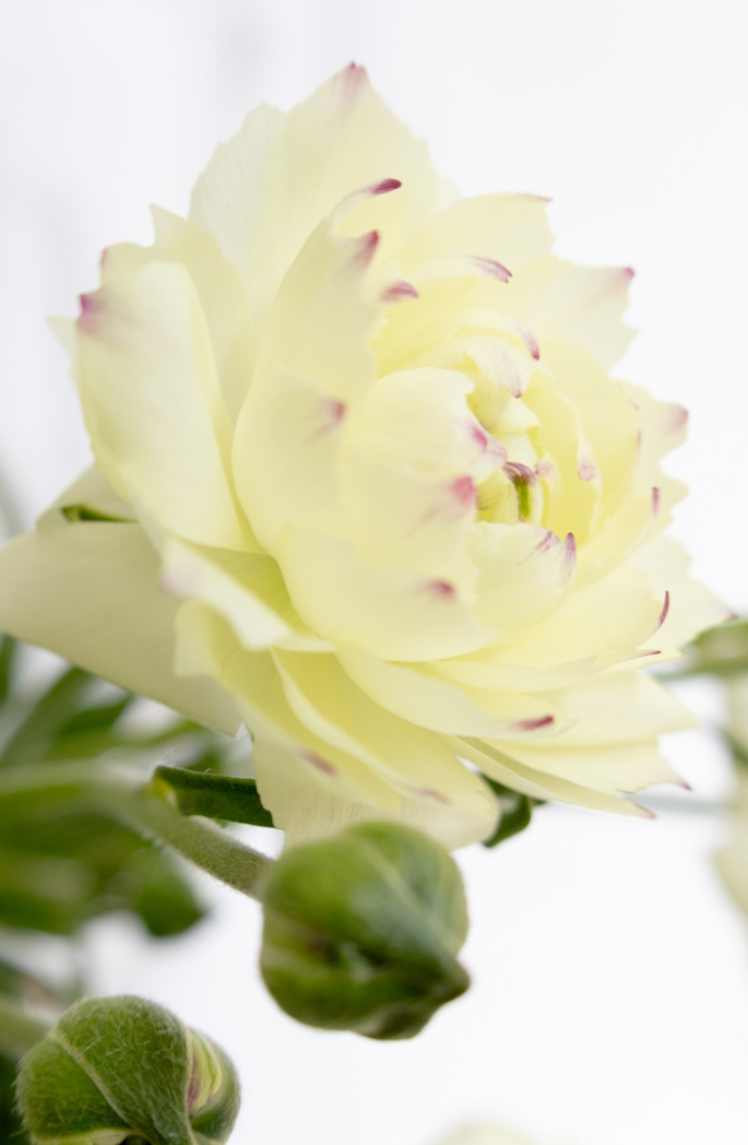 Ranunculus 'Rax Penelope' 7 Bulbs