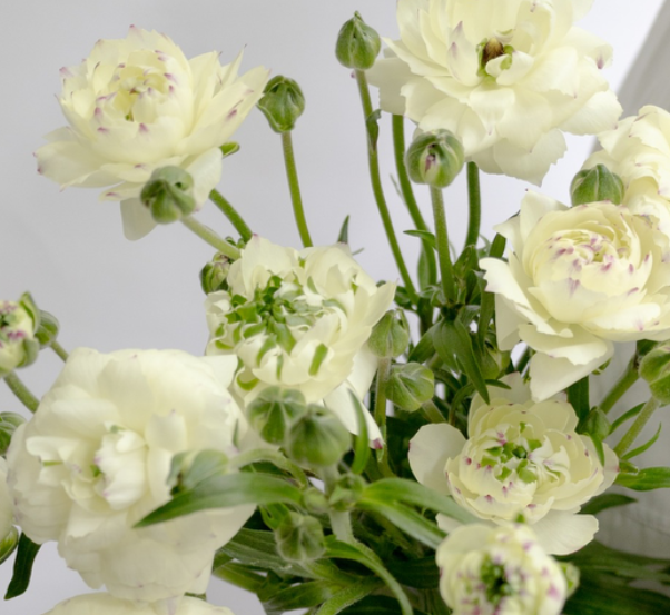 Ranunculus 'Rax Penelope' 7 Bulbs