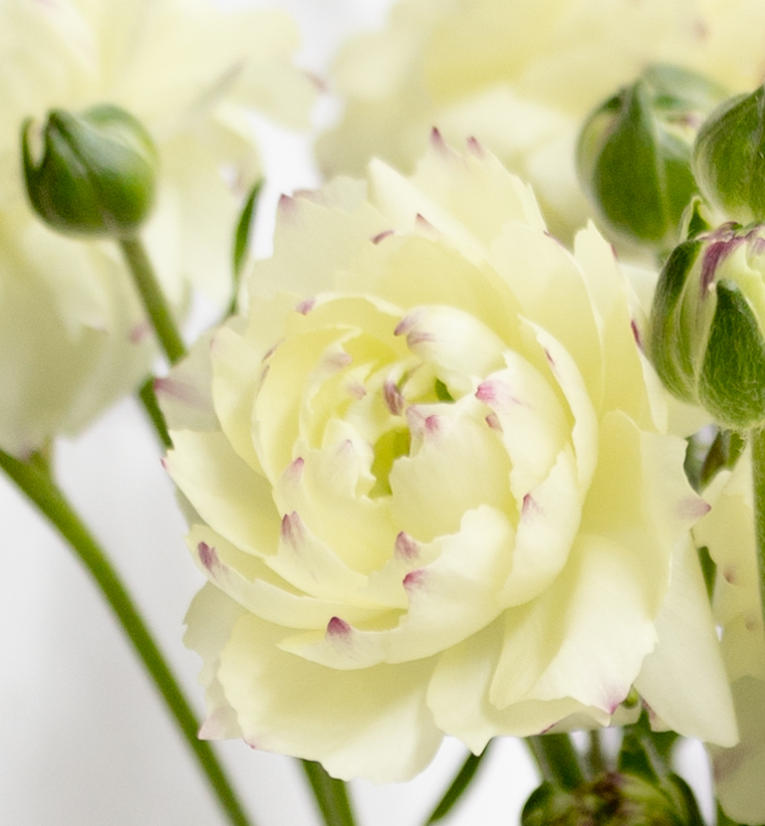 Ranunculus 'Rax Penelope' 7 Bulbs
