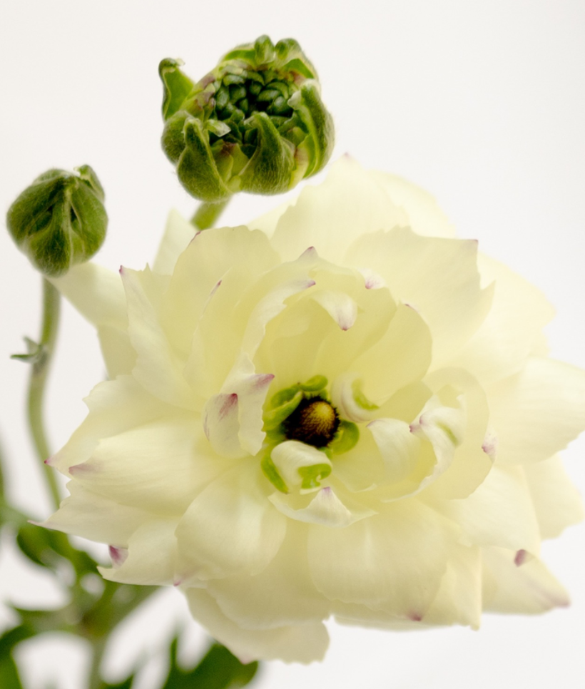 Ranunculus 'Rax Penelope' 7 Bulbs