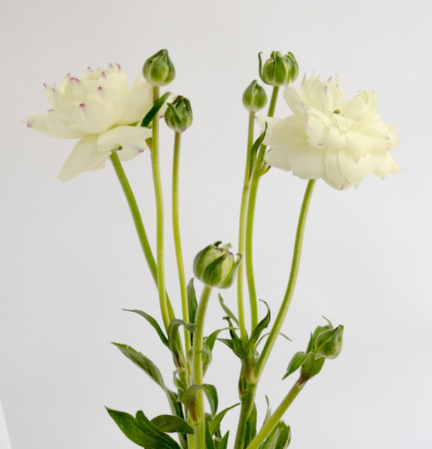 Ranunculus 'Rax Penelope' 7 Bulbs