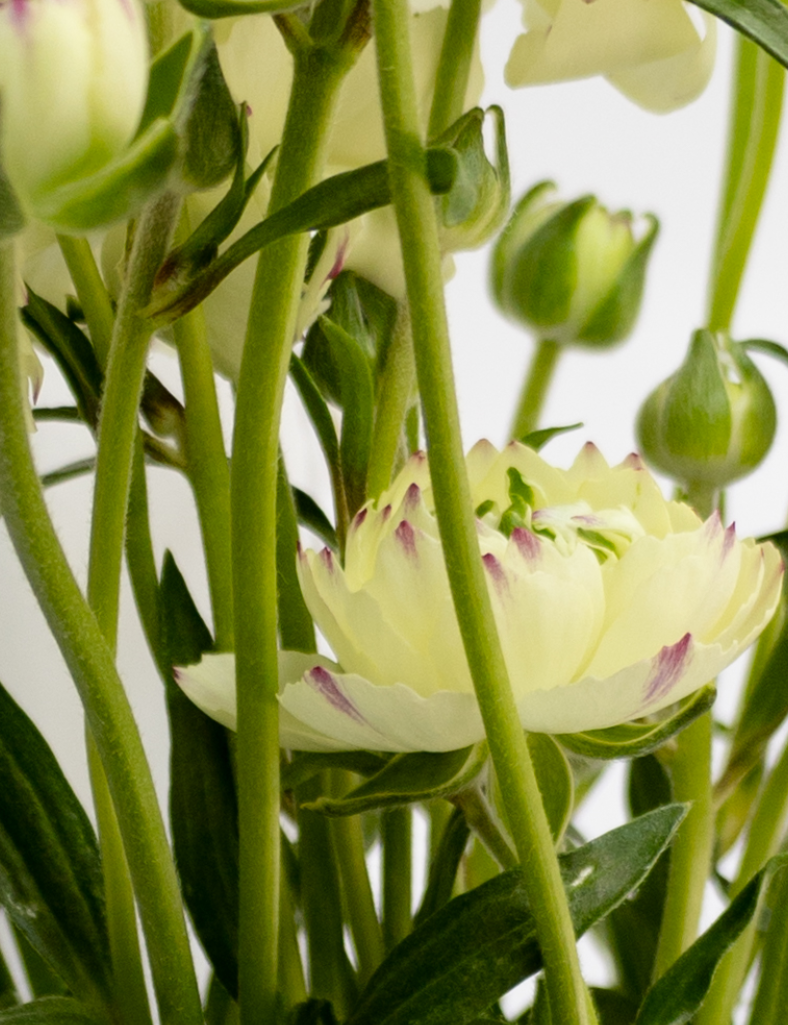 Ranunculus 'Rax Penelope' 7 Bulbs