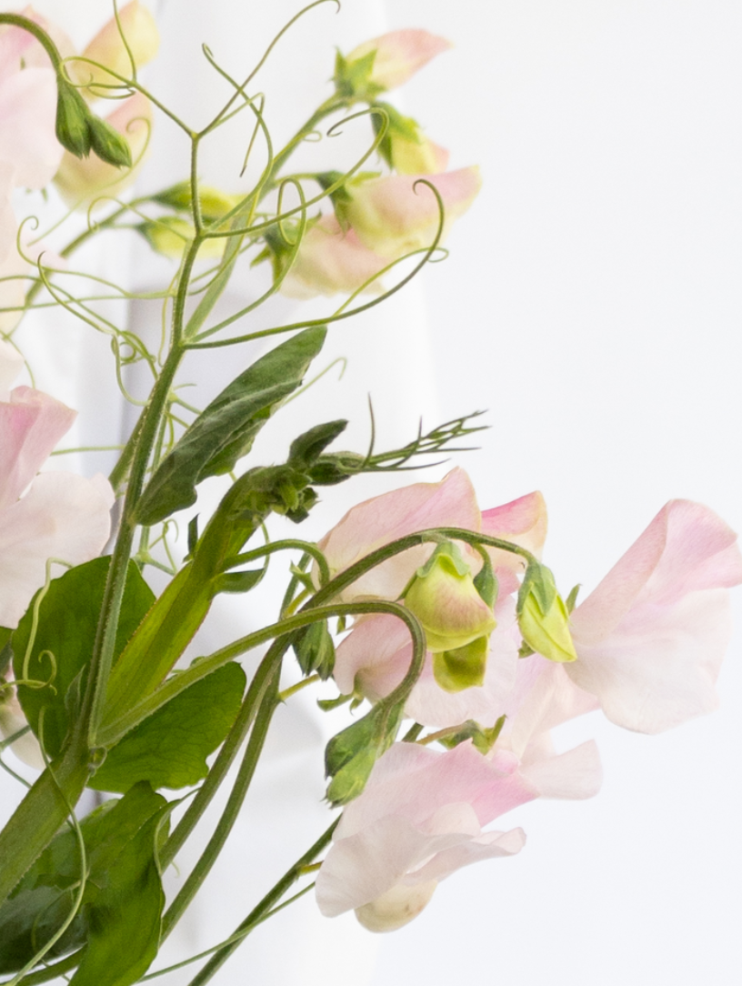 Lathyrus odoratus ( sweet pea ) Japan Series 'Pêche' 20 Seeds