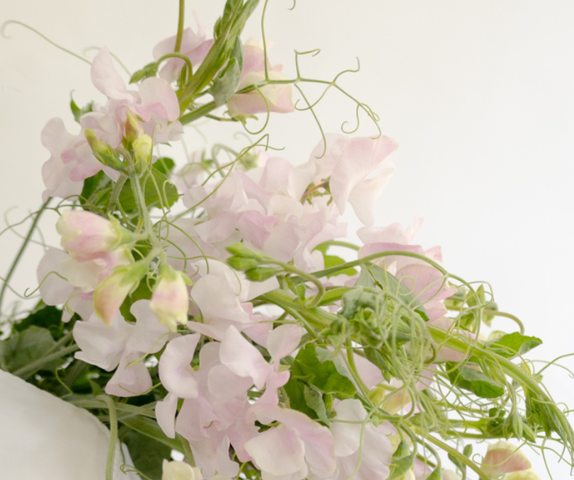 Lathyrus odoratus ( sweet pea ) Japan Series 'Pêche' 20 Seeds