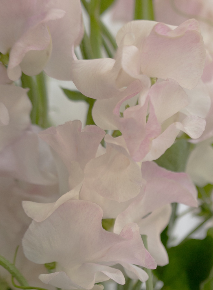 Lathyrus odoratus ( sweet pea ) Japan Series 'Pêche' 20 Seeds