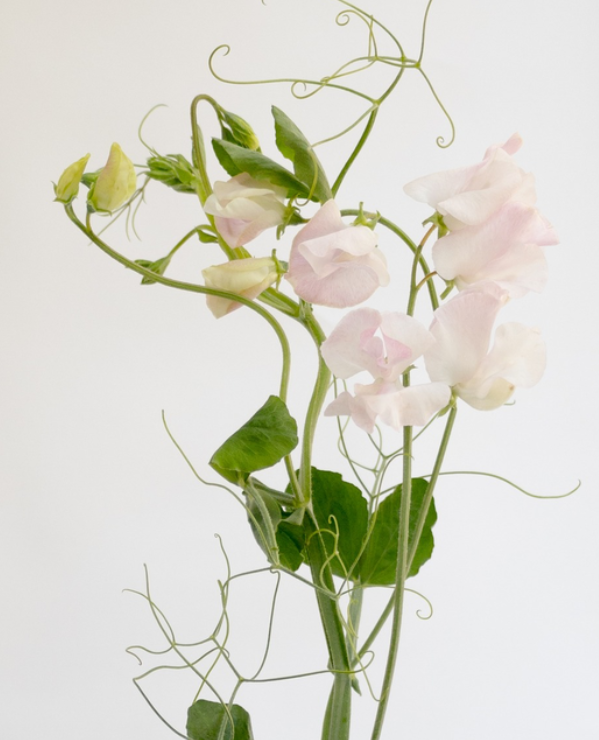 Lathyrus odoratus ( sweet pea ) Japan Series 'Pêche' 20 Seeds