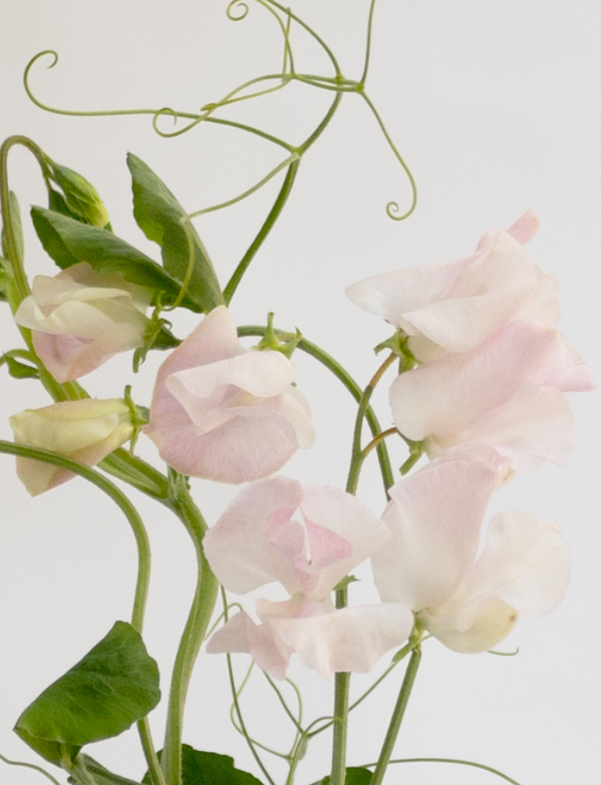 Lathyrus odoratus ( sweet pea ) Japan Series 'Pêche' 20 Seeds