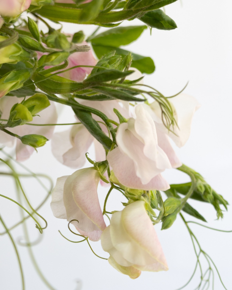 Lathyrus odoratus ( sweet pea ) Japan Series 'Pêche' 20 Seeds