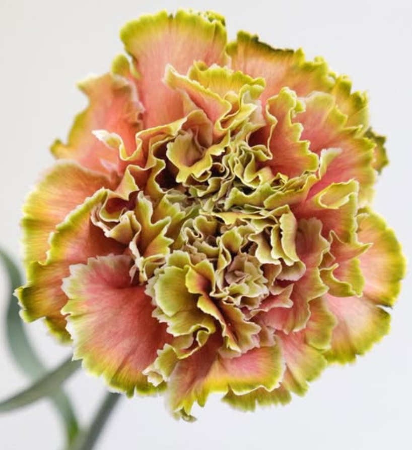 Dianthus caryophyllus ’The Phantom of the Opera' 100 Seeds