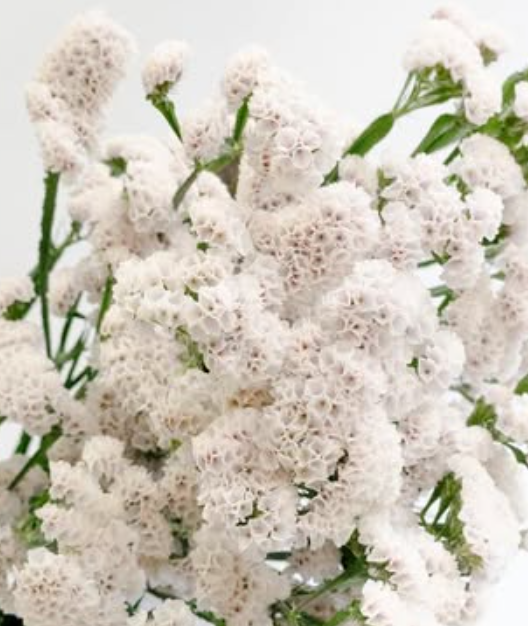 Limonium sinuatum ’Mintia’ 100 Seeds