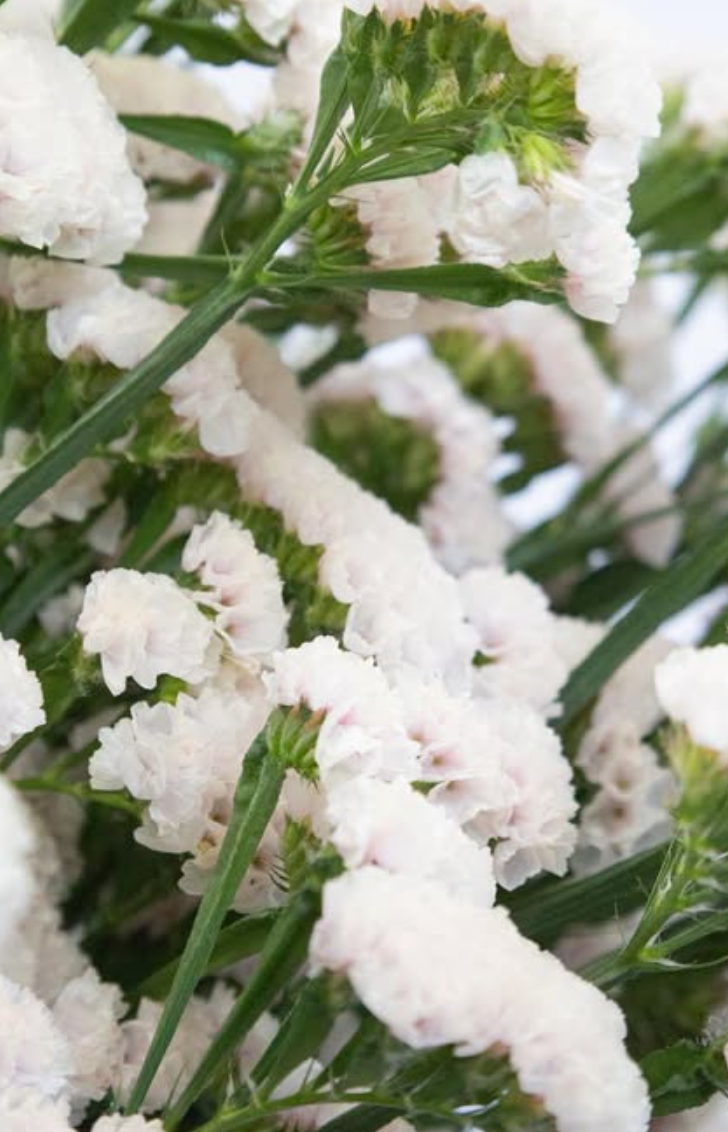 Limonium sinuatum ’Mintia’ 100 Seeds