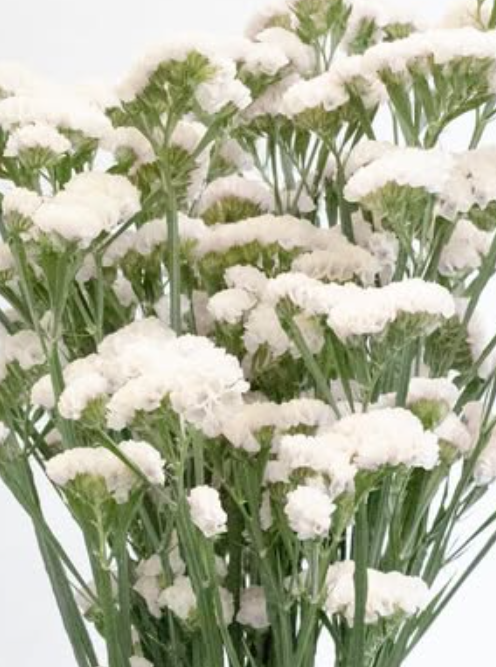 Limonium sinuatum ’Mintia’ 100 Seeds