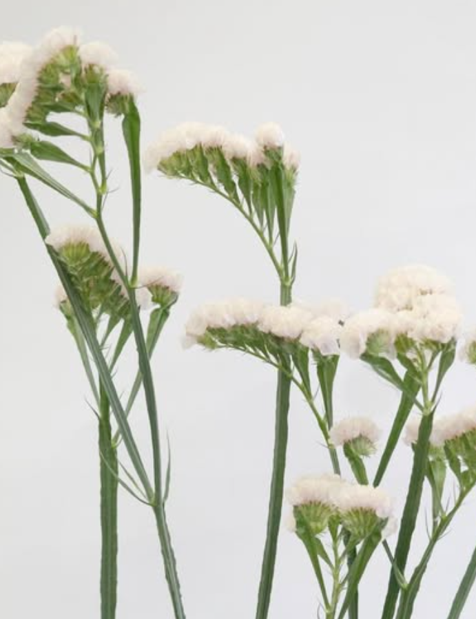 Limonium sinuatum ’Mintia’ 100 Seeds