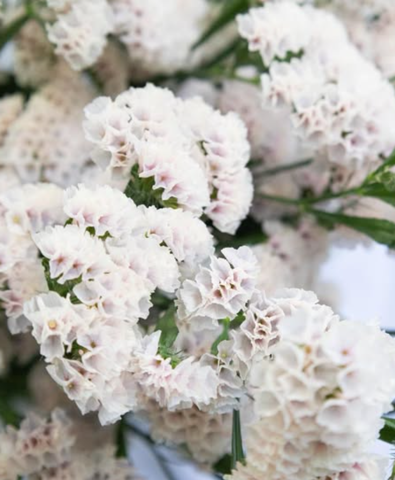 Limonium sinuatum ’Mintia’ 100 Seeds