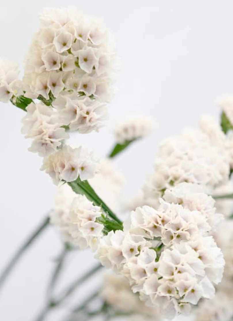 Limonium sinuatum ’Mintia’ 100 Seeds