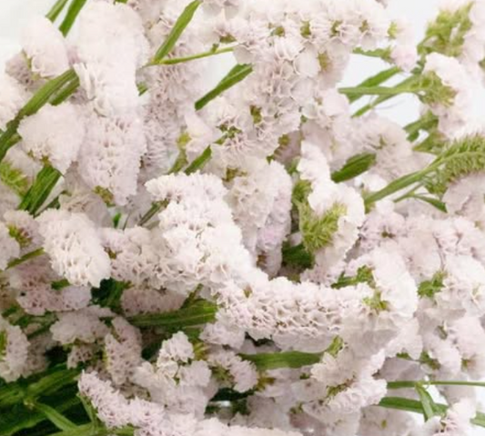 Limonium situation ‘Sakura fuwari’ 100 Seeds