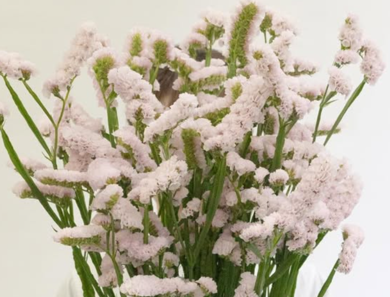 Limonium situation ‘Sakura fuwari’ 100 Seeds