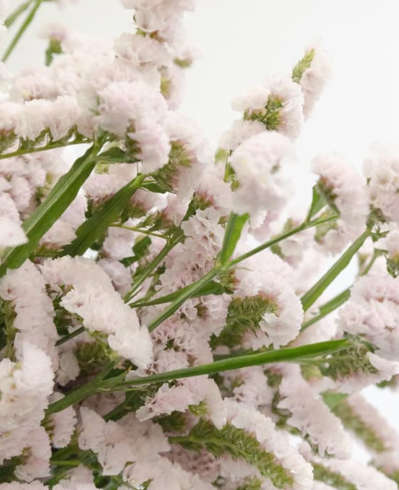 Limonium situation ‘Sakura fuwari’ 100 Seeds