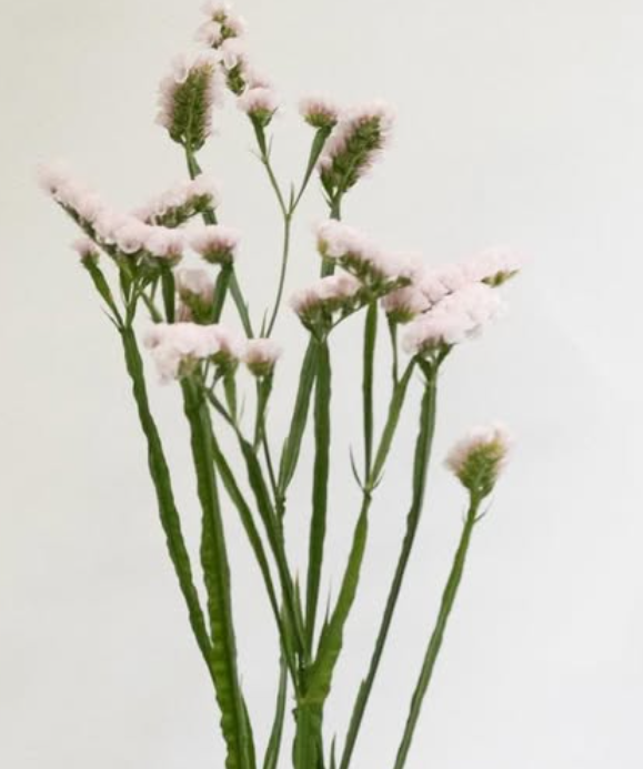 Limonium situation ‘Sakura fuwari’ 100 Seeds