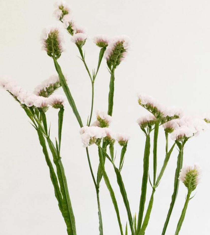Limonium situation ‘Sakura fuwari’ 100 Seeds