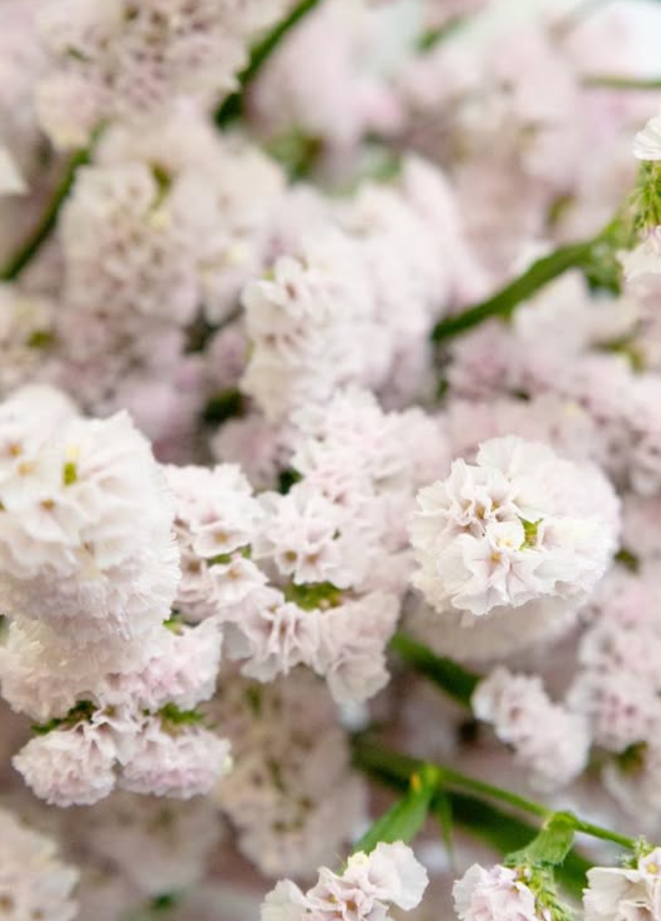 Limonium situation ‘Sakura fuwari’ 100 Seeds