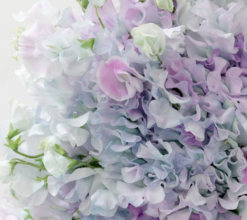 Lathyrus odoratus ( sweet pea ) Japan Series 'Aqua Candy' 20 Seeds
