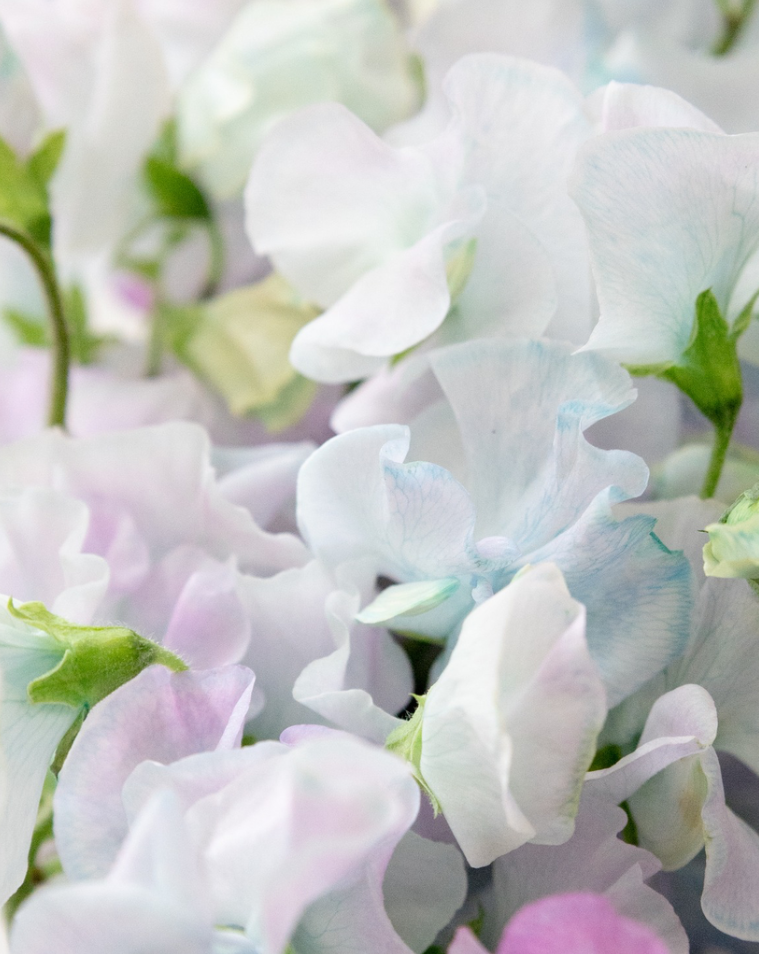 Lathyrus odoratus ( sweet pea ) Japan Series 'Aqua Candy' 20 Seeds