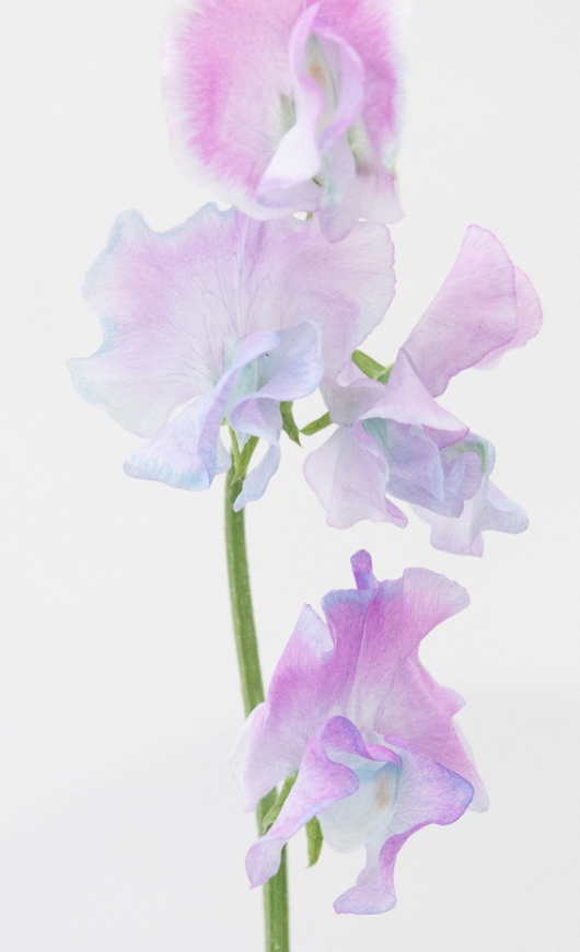 Lathyrus odoratus ( sweet pea ) Japan Series 'Aqua Candy' 20 Seeds