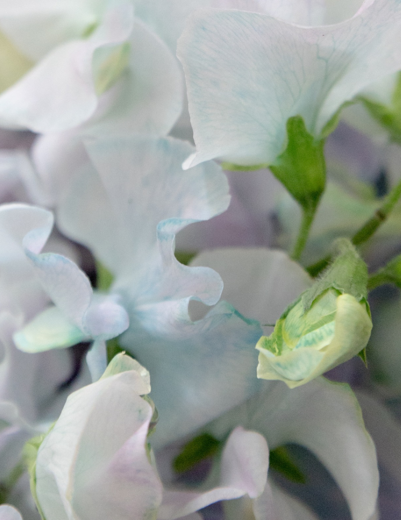 Lathyrus odoratus ( sweet pea ) Japan Series 'Aqua Candy' 20 Seeds
