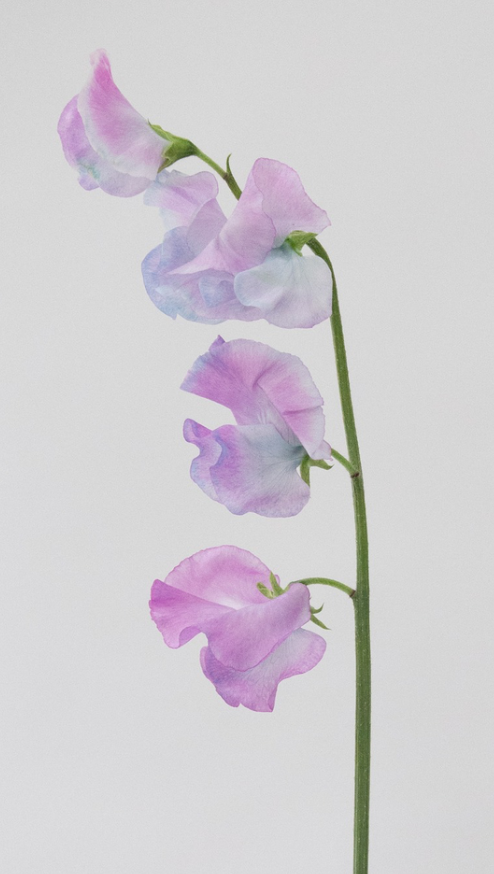 Lathyrus odoratus ( sweet pea ) Japan Series 'Aqua Candy' 20 Seeds