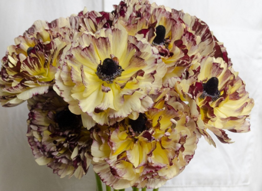Ranunculus asiaticus 'Kaguya' 7 Bulbs