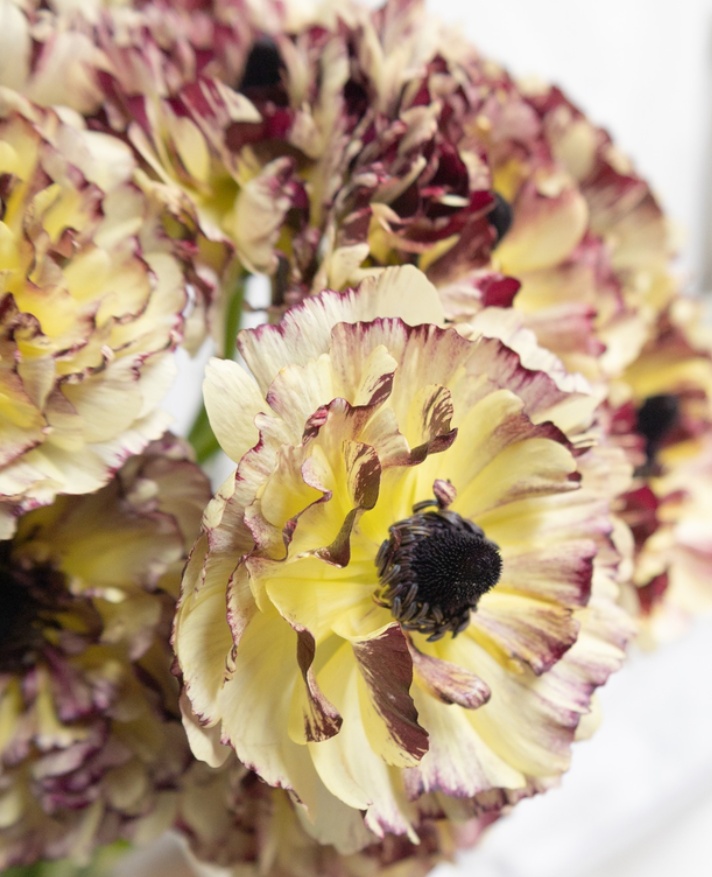 Ranunculus asiaticus 'Kaguya' 7 Bulbs