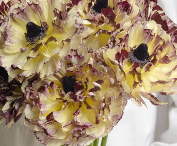 Ranunculus asiaticus 'Kaguya' 7 Bulbs