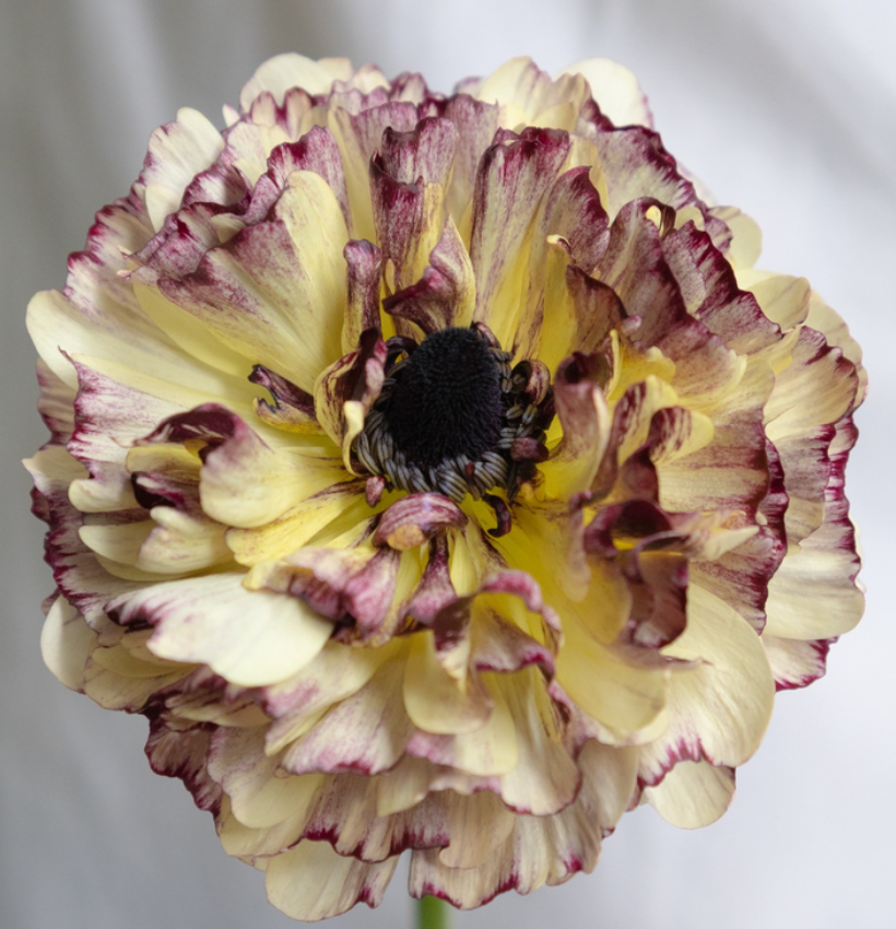 Ranunculus asiaticus 'Kaguya' 7 Bulbs