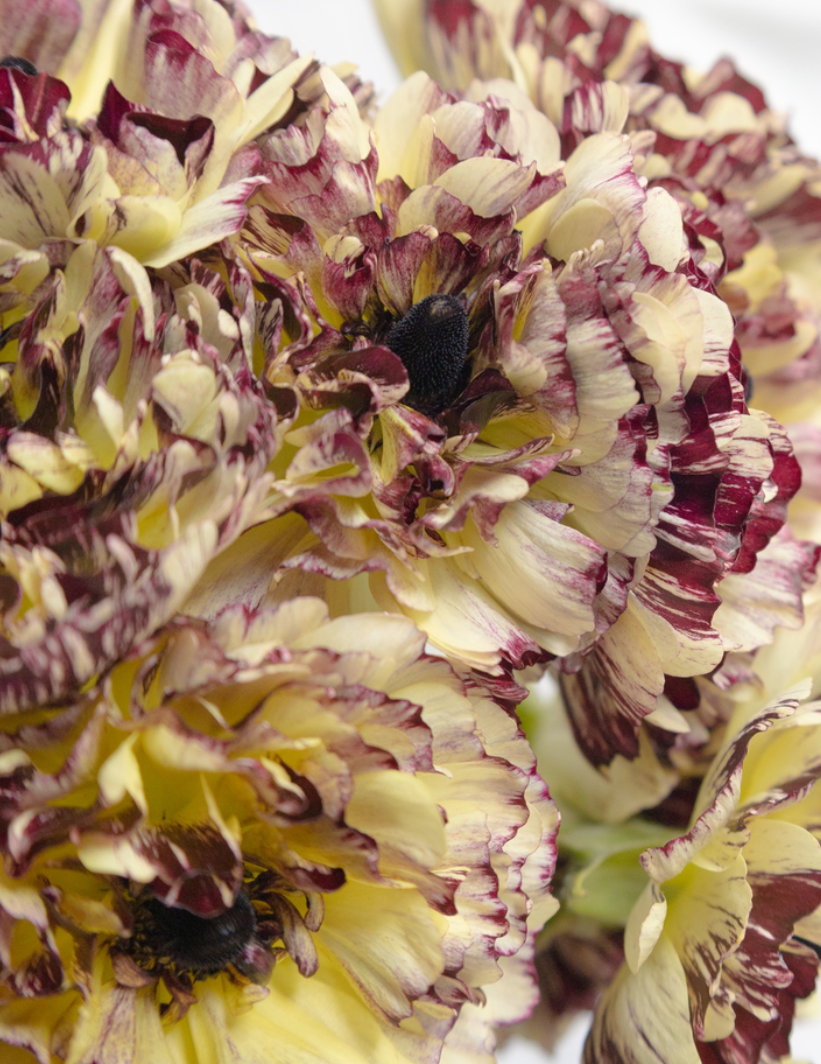 Ranunculus asiaticus 'Kaguya' 7 Bulbs
