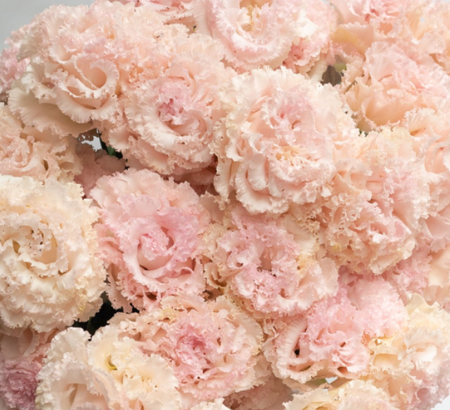 Lisianthus ( Eustoma ) grandiflorum 'Noah silky pink' 6 Seeds