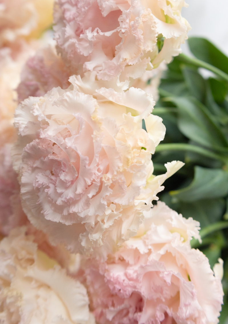 Lisianthus ( Eustoma ) grandiflorum 'Noah silky pink' 6 Seeds