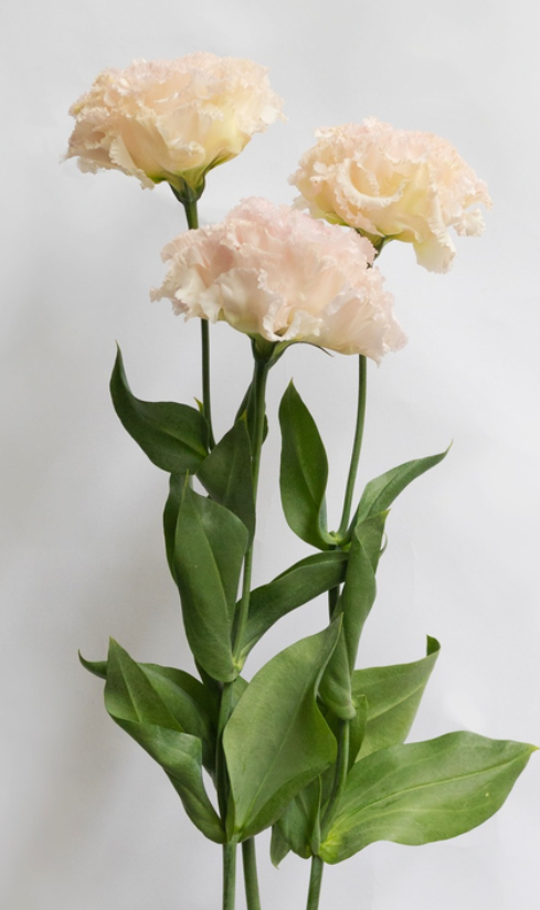 Lisianthus ( Eustoma ) grandiflorum 'Noah silky pink' 6 Seeds
