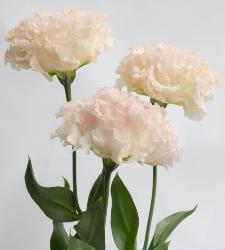 Lisianthus ( Eustoma ) grandiflorum 'Noah silky pink' 6 Seeds