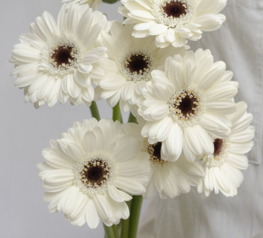 Gerbera L.'Lido' 50 Seeds