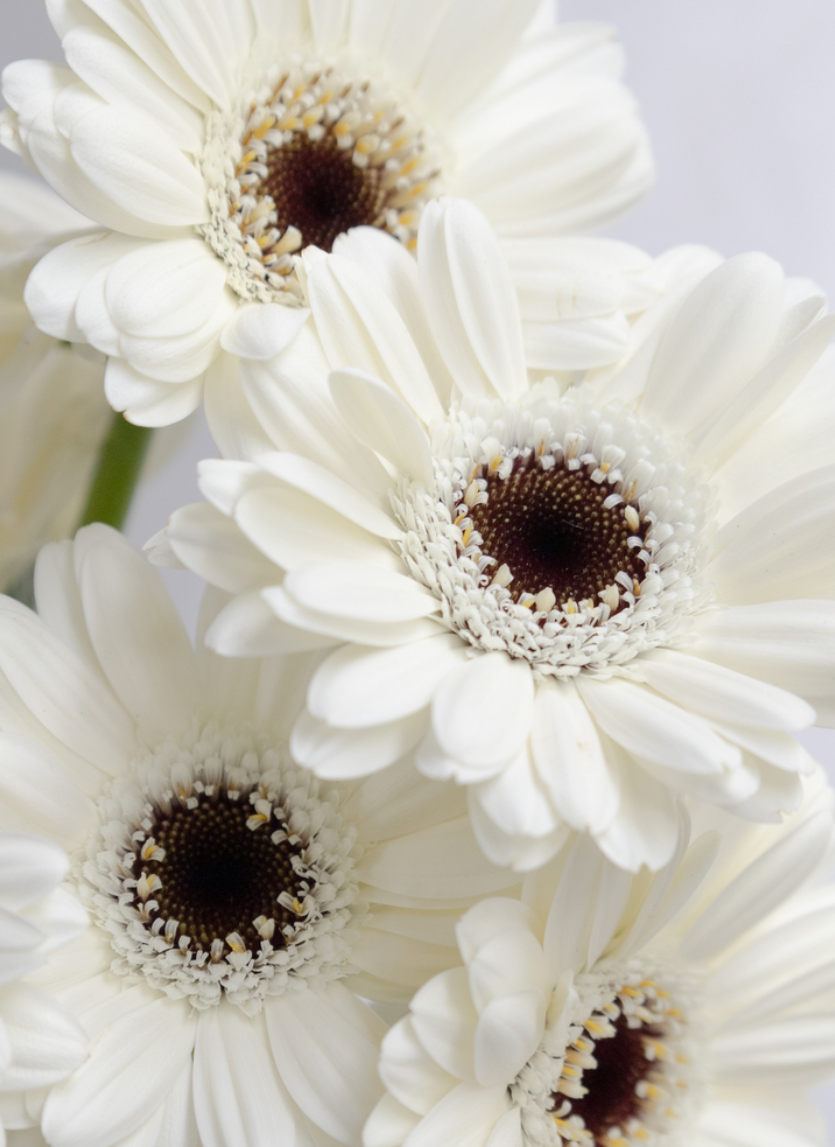 Gerbera L.'Lido' 50 Seeds