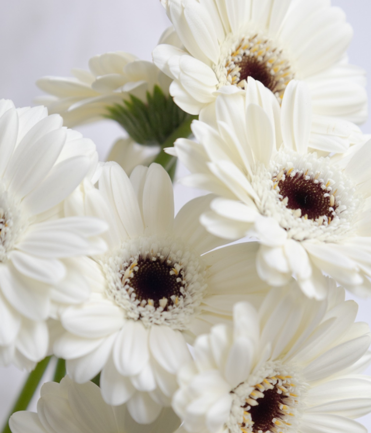 Gerbera L.'Lido' 50 Seeds