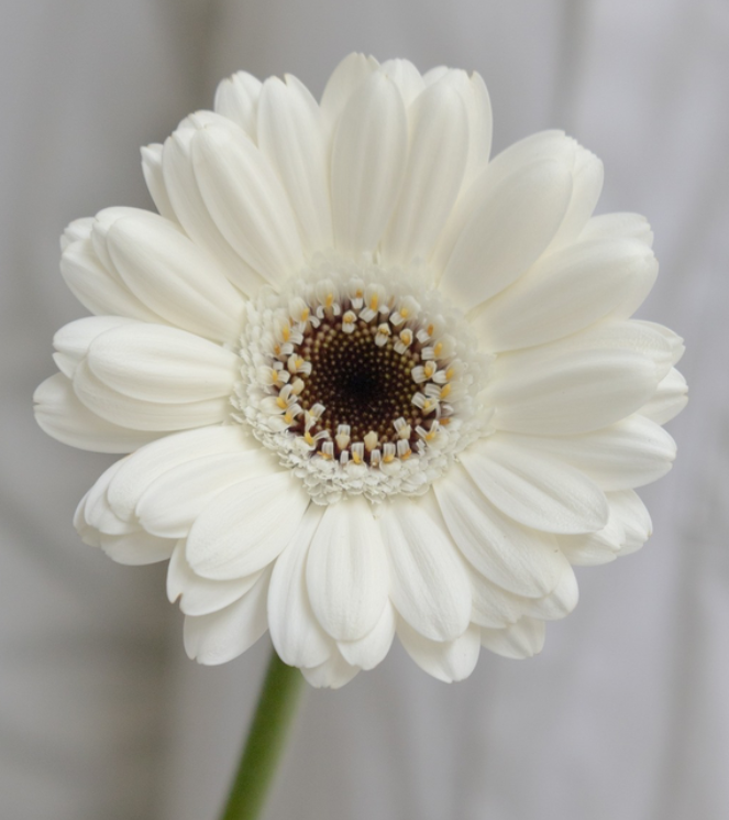 Gerbera L.'Lido' 50 Seeds