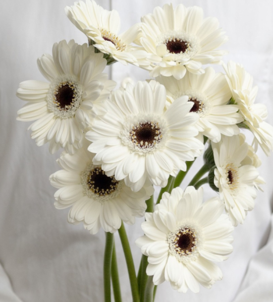 Gerbera L.'Lido' 50 Seeds
