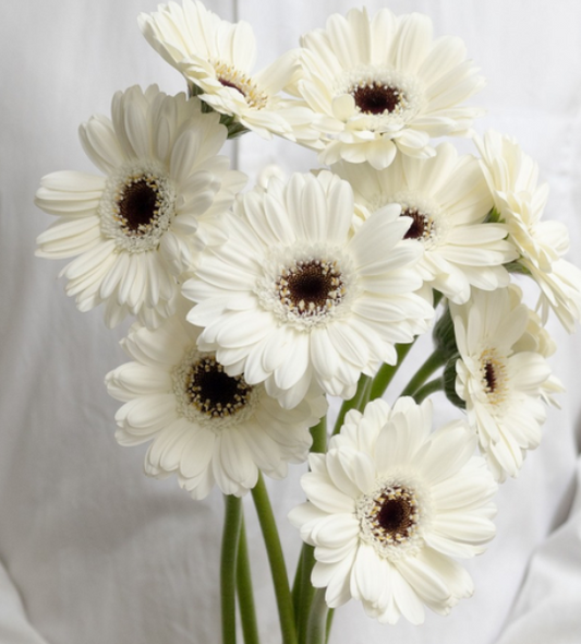 Gerbera L.'Lido' 50 Seeds