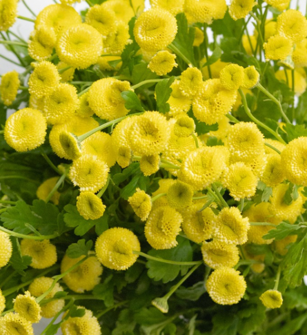 Matricaria 'Yellow pegmo' 50 Seeds