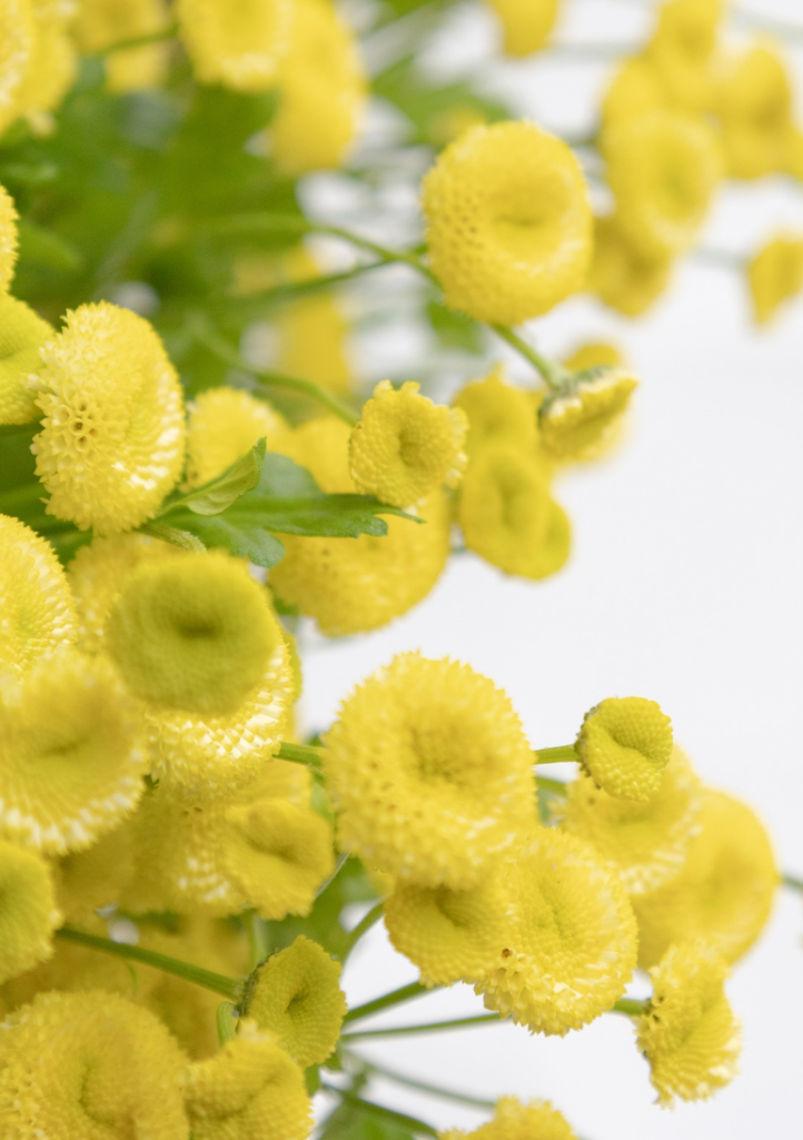 Matricaria 'Yellow pegmo' 50 Seeds