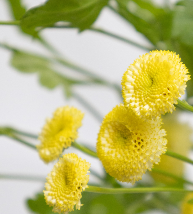 Matricaria 'Yellow pegmo' 50 Seeds