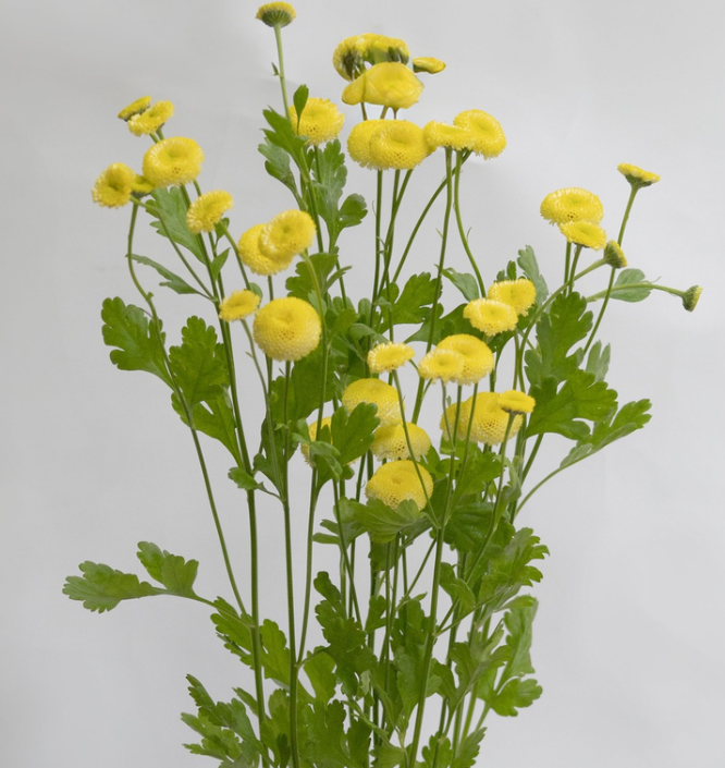 Matricaria 'Yellow pegmo' 50 Seeds